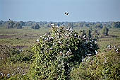 Tonle Sap - Prek Toal 'bird sanctuary' - large colonies of water birds congregates on the inundated forest